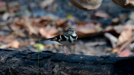 the forest wagtail is a passerine bird foraging on branches, forest grounds, tail wagging constantly sideways