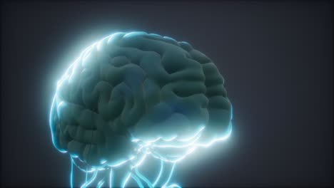 modelo animado del cerebro humano