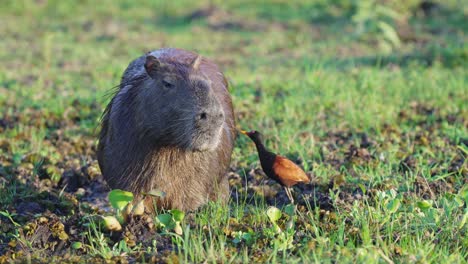 frontal view of immobile capybara, wattled jacana picks off parasites