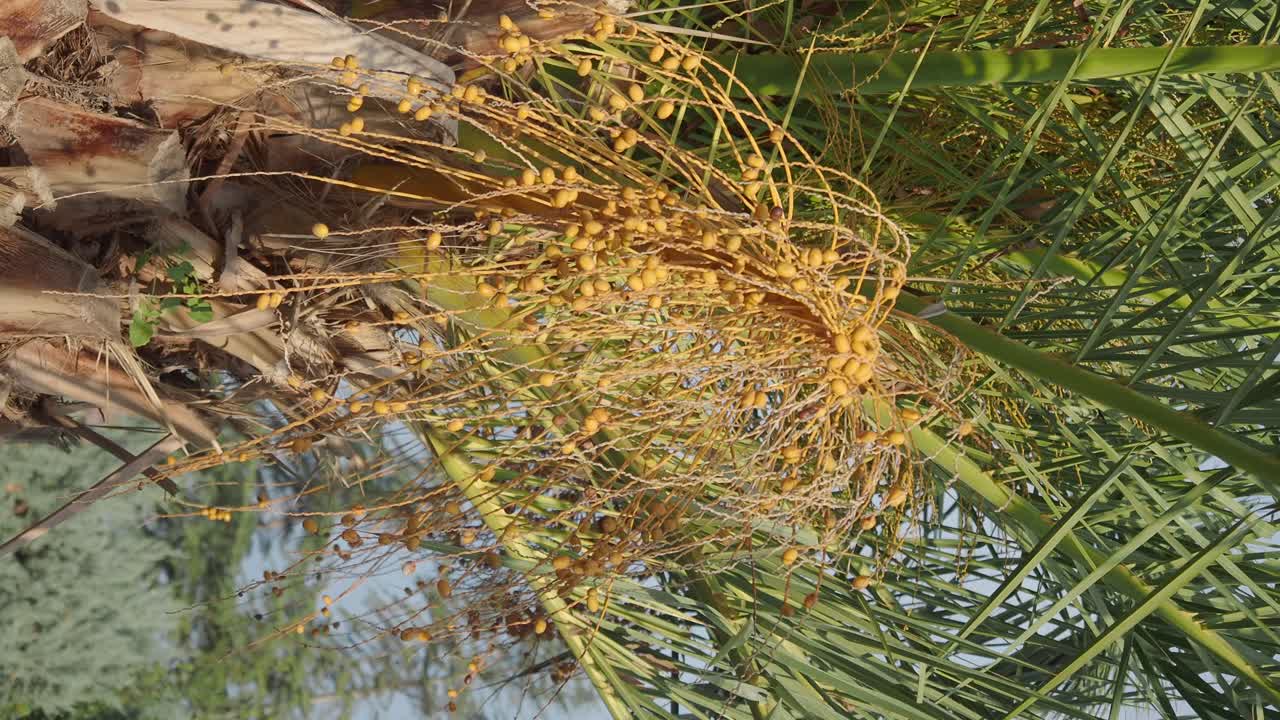 Date Palm with Fruit Cluster