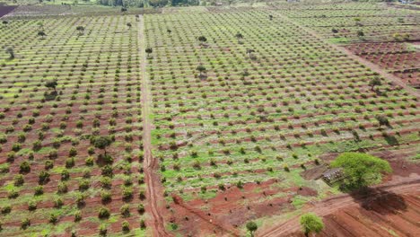 Intelligente-Landwirtschaftstechnologie---Luftdrohnenansicht-Der-Avocadofarm-In-Kenia