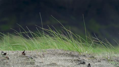 Primer-Plano-De-Hierba-Balanceándose-Frente-A-Montañas-Oscuras