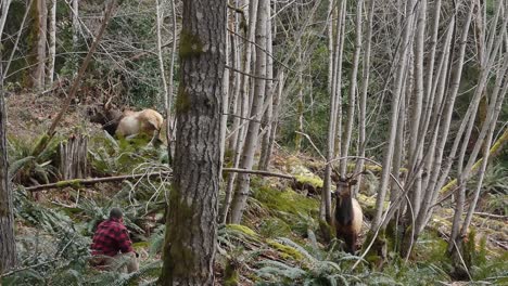 man sitting in forest with 2 elks with antlers in canada