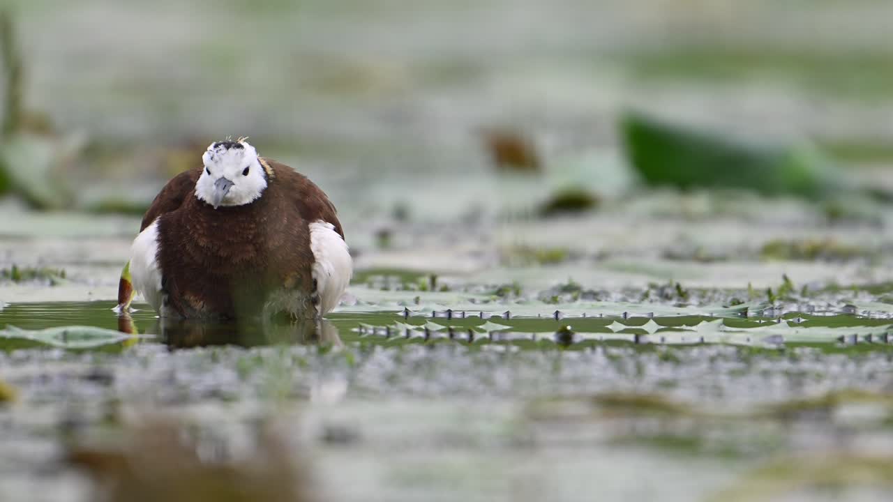 비로부터 그들을 구하기 위해 날개  ⁇ 에 새끼를 숨기는 파산  ⁇ 리 자카나