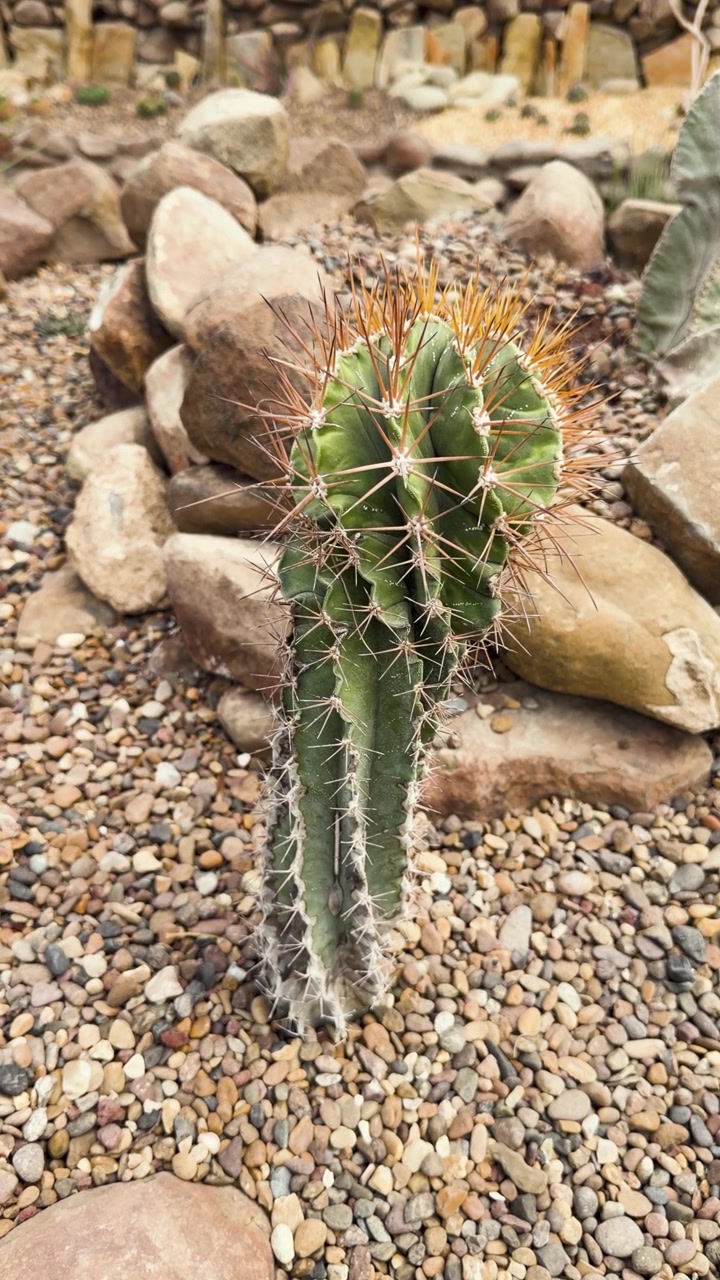 Alto cactus Astrophytum ornatum che cresce tra le rocce in un giardino esterno e secco.
