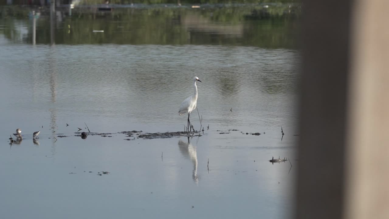 콜롬비아 호수에서 젊은 블루 헤론