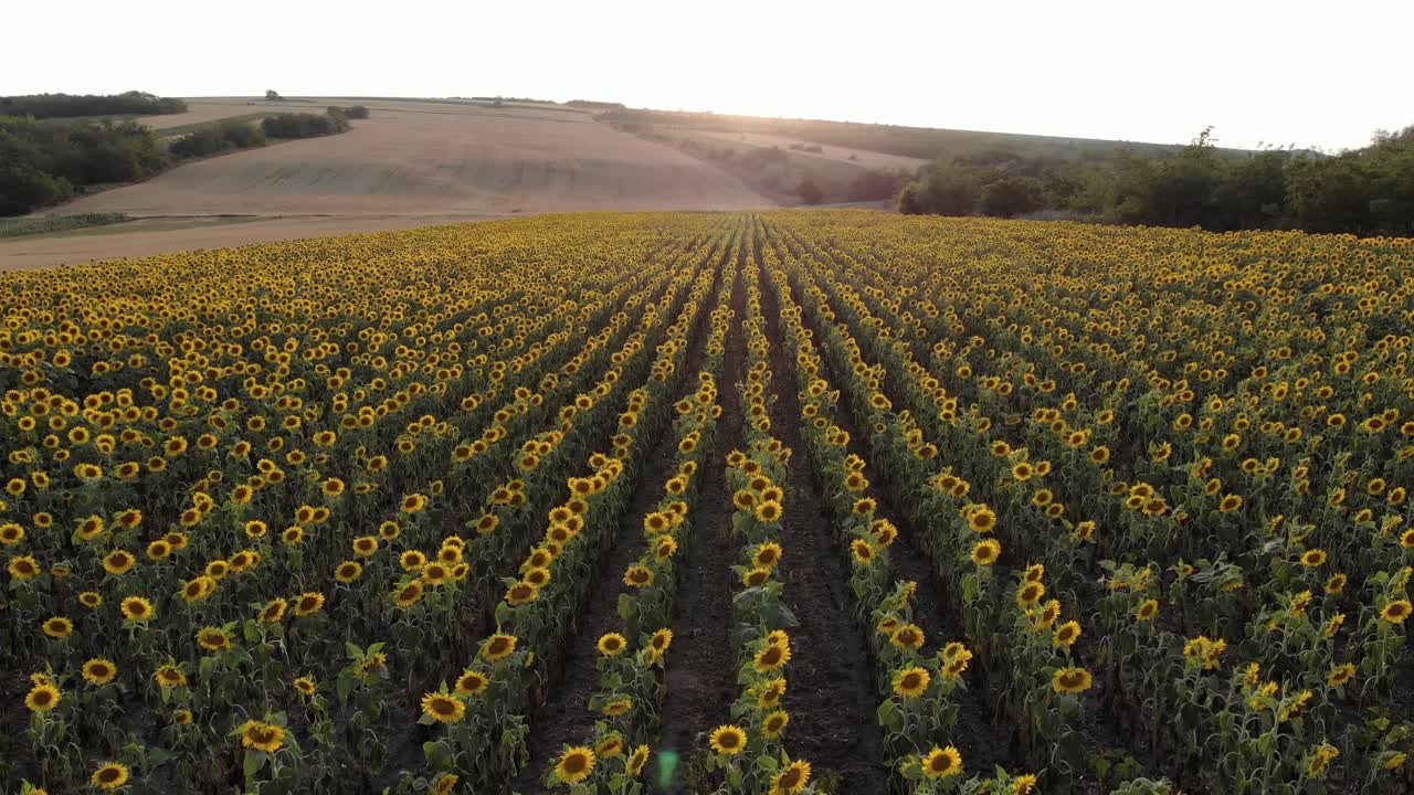 campo de plantación de girasol al atardecer - toma aérea de drones