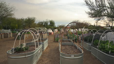 community vegetable garden growing organic beans, lettuce, kale, carrots, peppers tomatoes and more
