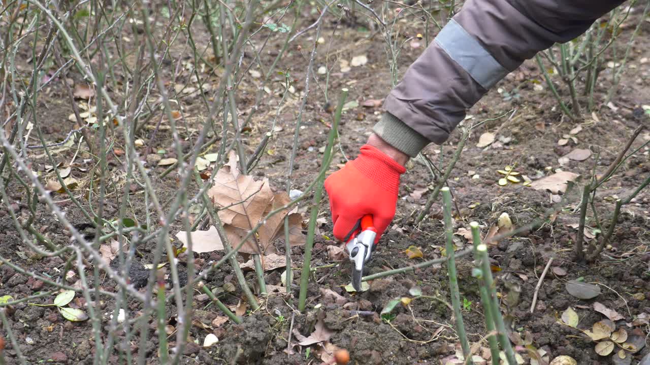 человек обрезает розовый куст в саду