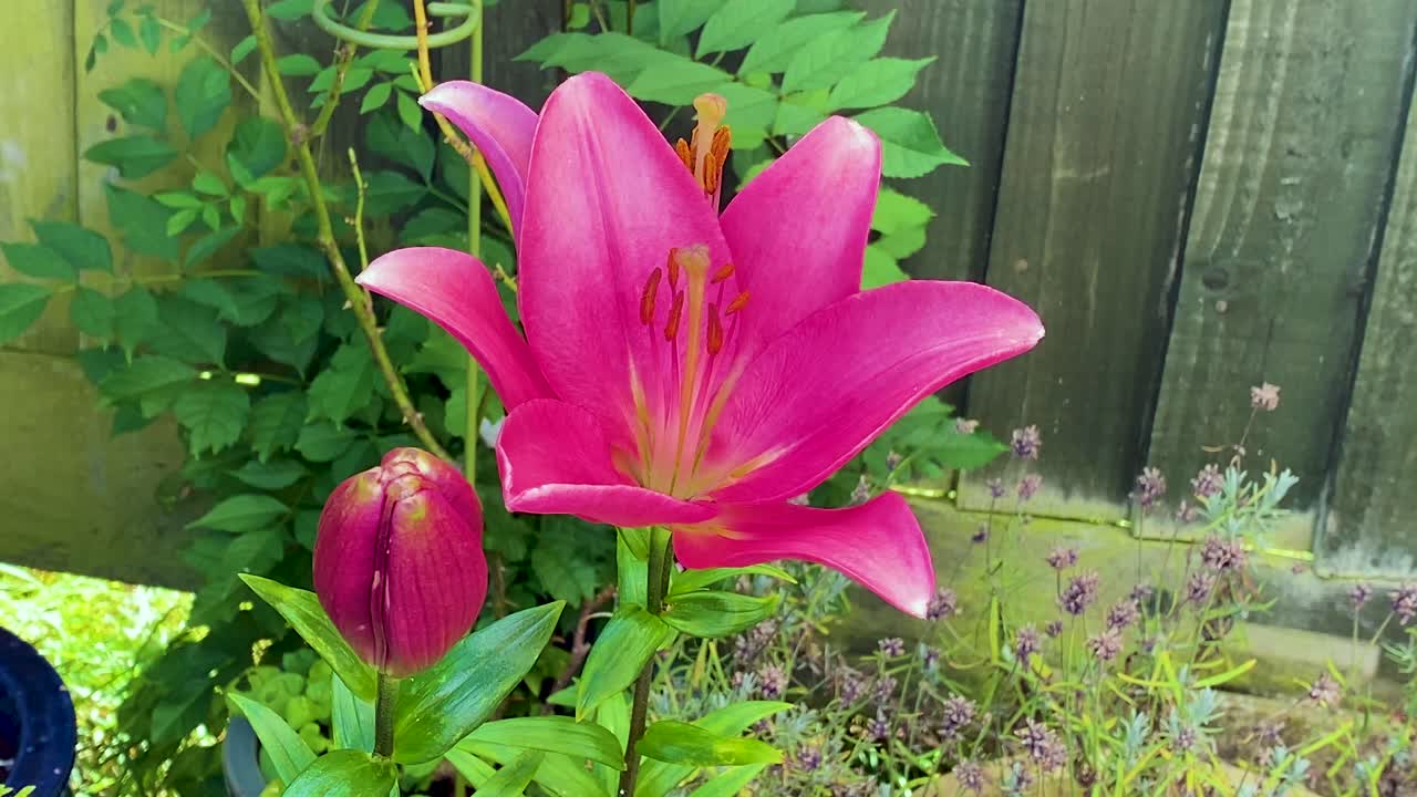 primer plano de un lirio rosado vívido que crece en un jardín de cabaña inglés