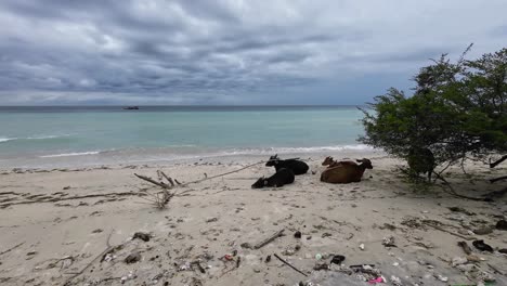 cows lying on sandy tropical beach along the coastline of gili trawangan island in indonesia, showing authentic island life and rural atmosphere in southeast asia