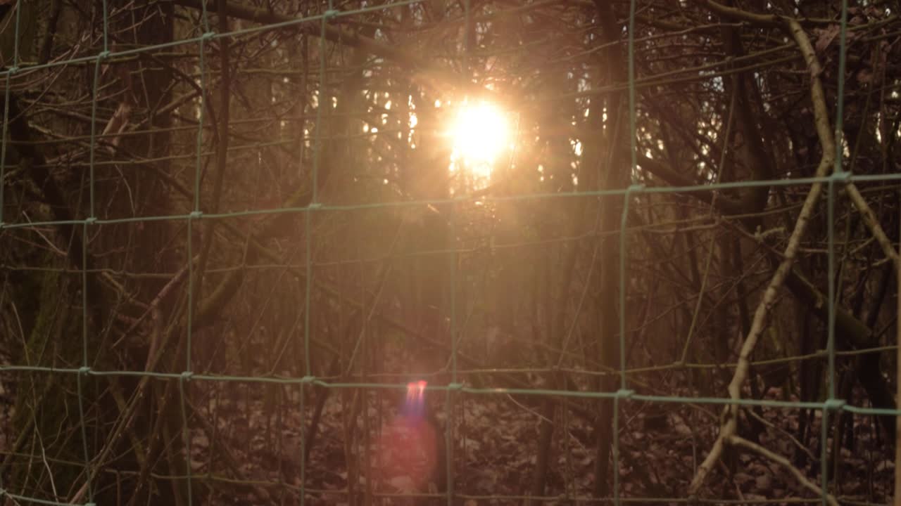 Sunset through fencing and woodland trees