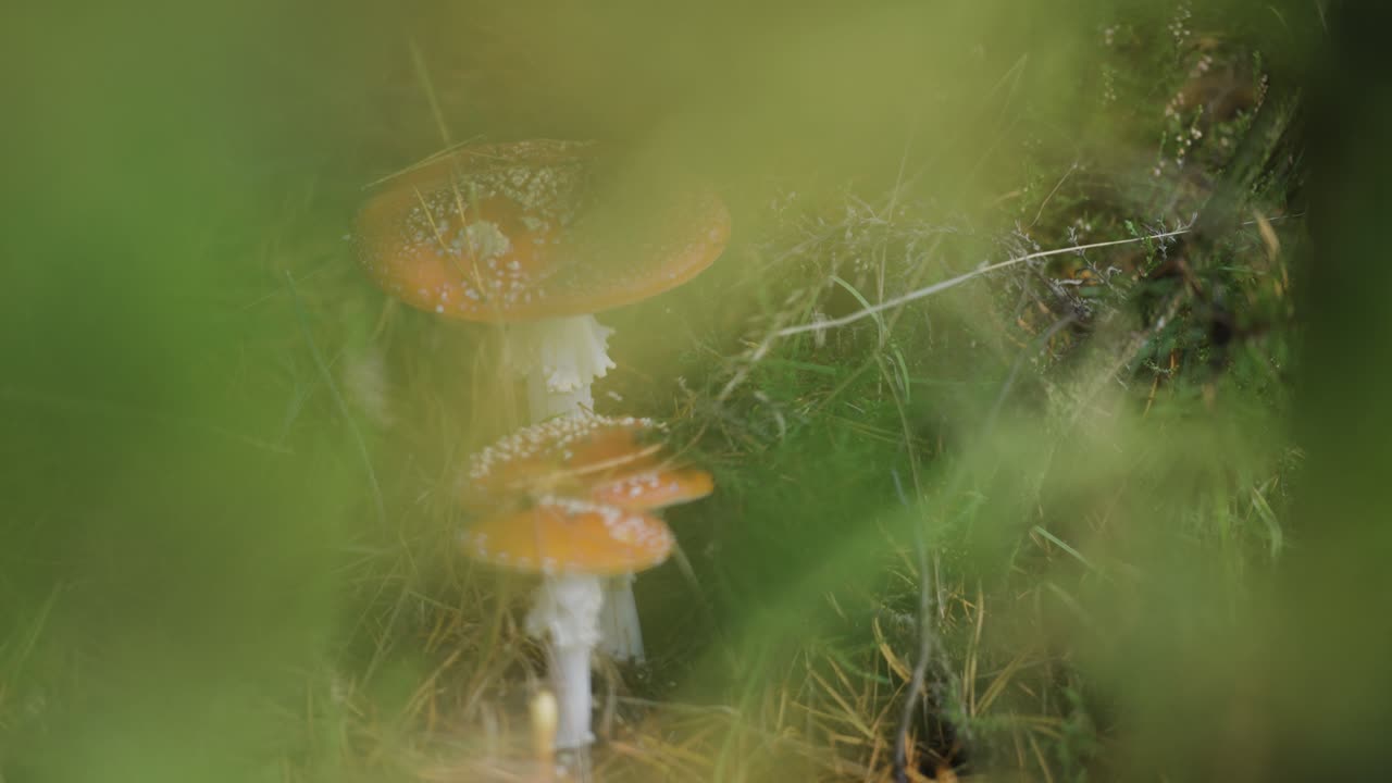 A close-up shot of the red-capped speckled mushrooms on the forest floor
