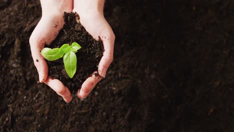 Overhead-video-of-hands-of-caucasian-person-cupping-green-seedling-in-dark-soil,-with-copy-space