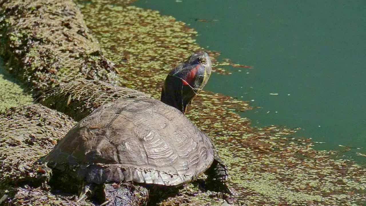 Gulrød-mavet skildpadde sidder på en sten og soler sig, mens kameraet langsomt zoomer ud.