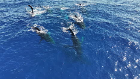 Aerial-View,-Pod-of-Humpback-Whales-Swimming-on-Surface-of-Blue-Ocean-Water,-Drone-Shot