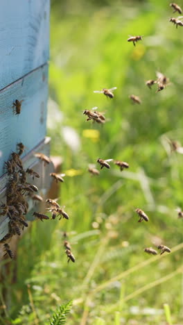 bees flying near the beehive. swarm of beekeeping insects. vertical video