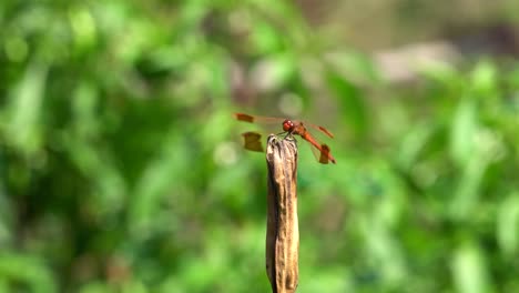 red dragonfly on a branch in a gentle breeze in korea