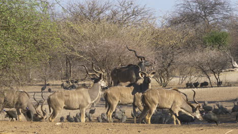 una manada de toros kudu solteros pastan entre una bandada de gallinas de guinea en un claro de árboles en botswana, sudáfrica