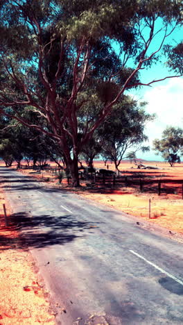 desert road with trees