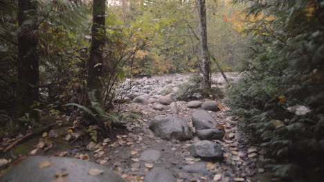 plano general del paisaje del bosque otoñal que revela la corriente