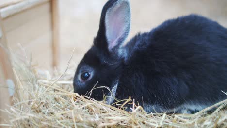 easter bunnies play, eat and rest in the paddock.