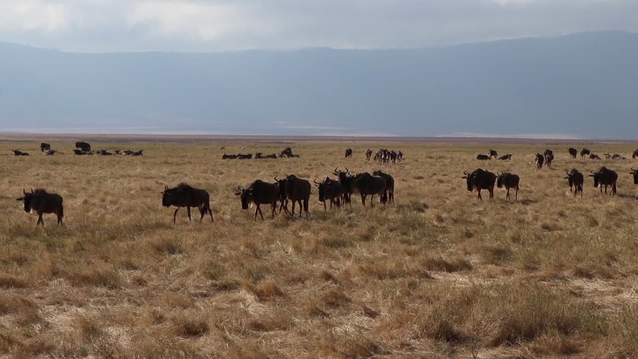 Wilderbeest Walking Diagonally Through the Ngorongoro Crater in Tanzania During Migration
