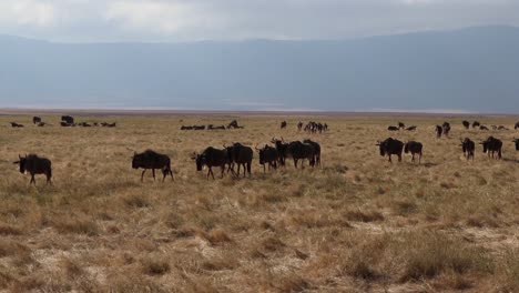wilderbeest caminando en diagonal a través del cráter ngorongoro en tanzania durante la migración