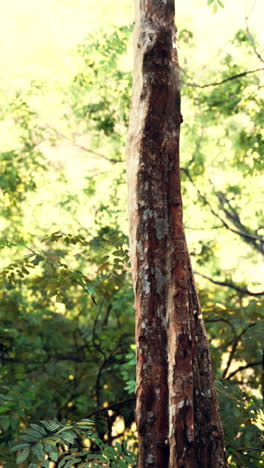 close-up of a tree trunk in a lush forest