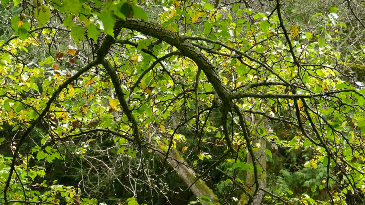 森林中綠葉樹之間飛翔的小奇異鳥