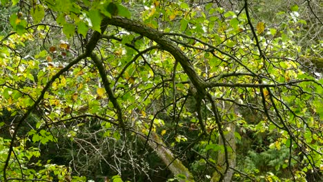 pequeños pájaros exóticos volando entre árboles de hojas verdes en el bosque