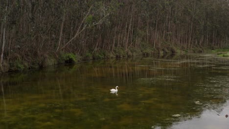 Kinoaufnahme-Eines-Ruhigen-Schwans-In-Frieden-Im-Fluss,-Umgeben-Von-Unterschiedlich-Grünen-Wassertönen-Und-üppigen-Bäumen-Im-Hintergrund