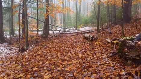 fresh dusting of snowfall on fall coloured forest floor