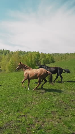 dark and champagne coated horses couple canters along large green meadow. young strong animals gait in green valley at preserved area slow motion