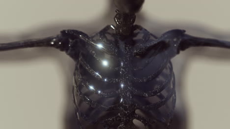 Homan-Skelettsystem-In-Transparentem-Körper