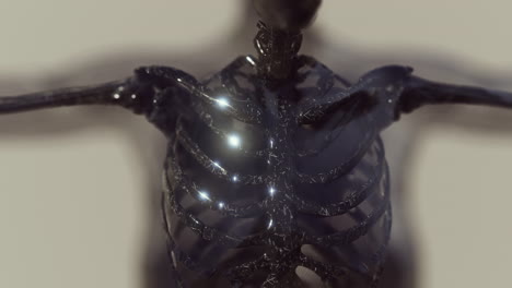 sistema esquelético humano en un cuerpo transparente