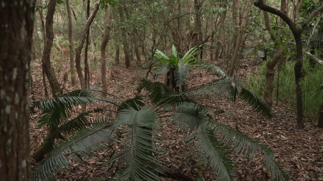 Lush Forest Scene with Ferns and Cycads