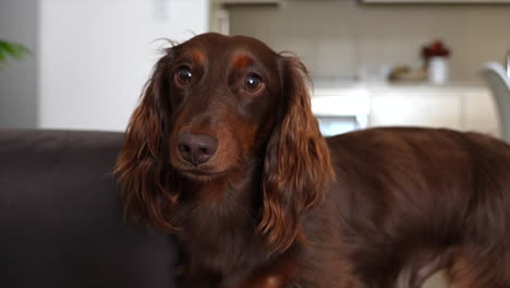 brown long haired dachshund dog stares at camera before moving towards it