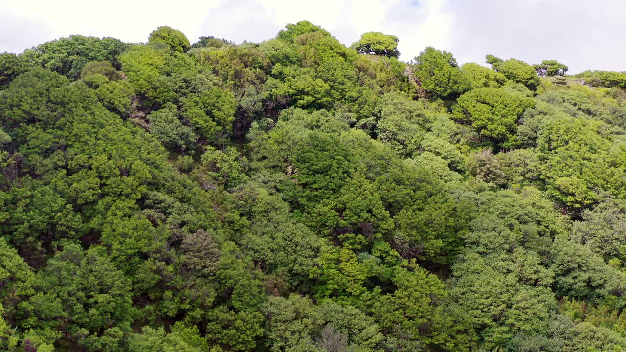 vista aérea del bosque fanal en madeira