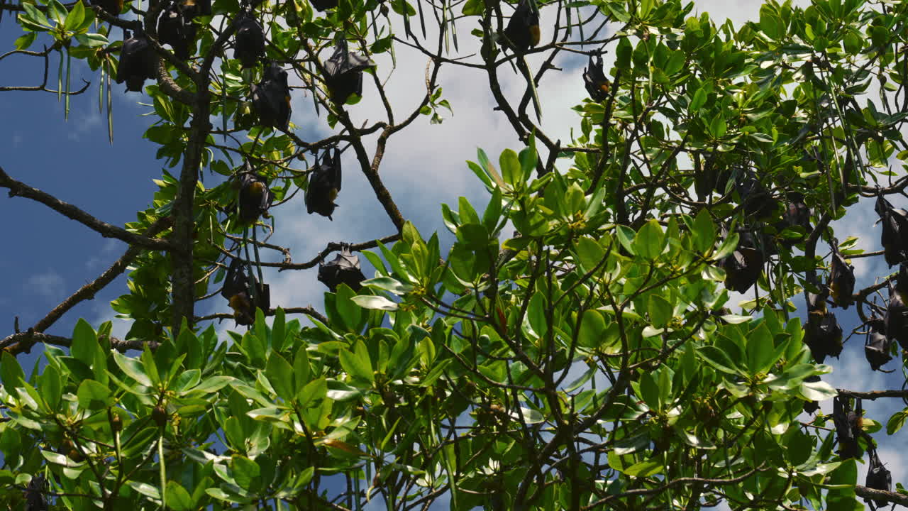 과일박쥐, 날여우박쥐, 거대박쥐, 거꾸로 매달린 나무에서 자고 있는