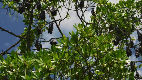 Flughunde,-Flughunde,-Riesenfledermäuse,-Die-Auf-Einem-Kopfüber-Hängenden-Baum-Schlafen