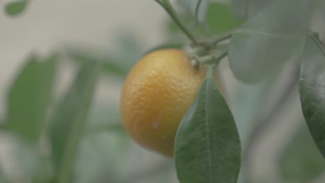 Kumquats,-Cumquats-Fruta-De-La-Suerte-En-La-Cultura-China