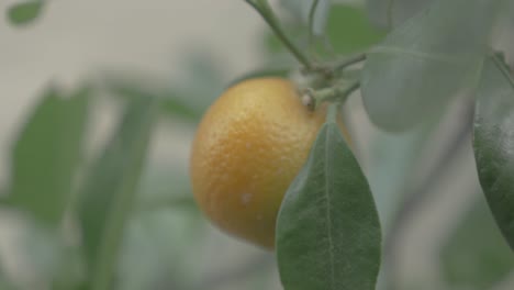 kumquats, cumquats fruta de la suerte en la cultura china