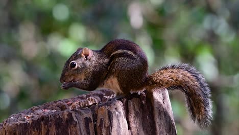 the indochinese ground squirrel is commonly found in thailand just about anywhere it can thrive