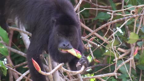 Ein-Brüllaffe-Frisst-Im-Dschungel-Des-Mexikanischen-Yucatan-1