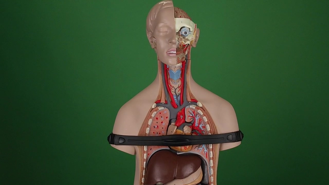 human torso wearing heart rate monitor strap. artificial model with organs in medical student classroom on green screen, inside body anatomy
