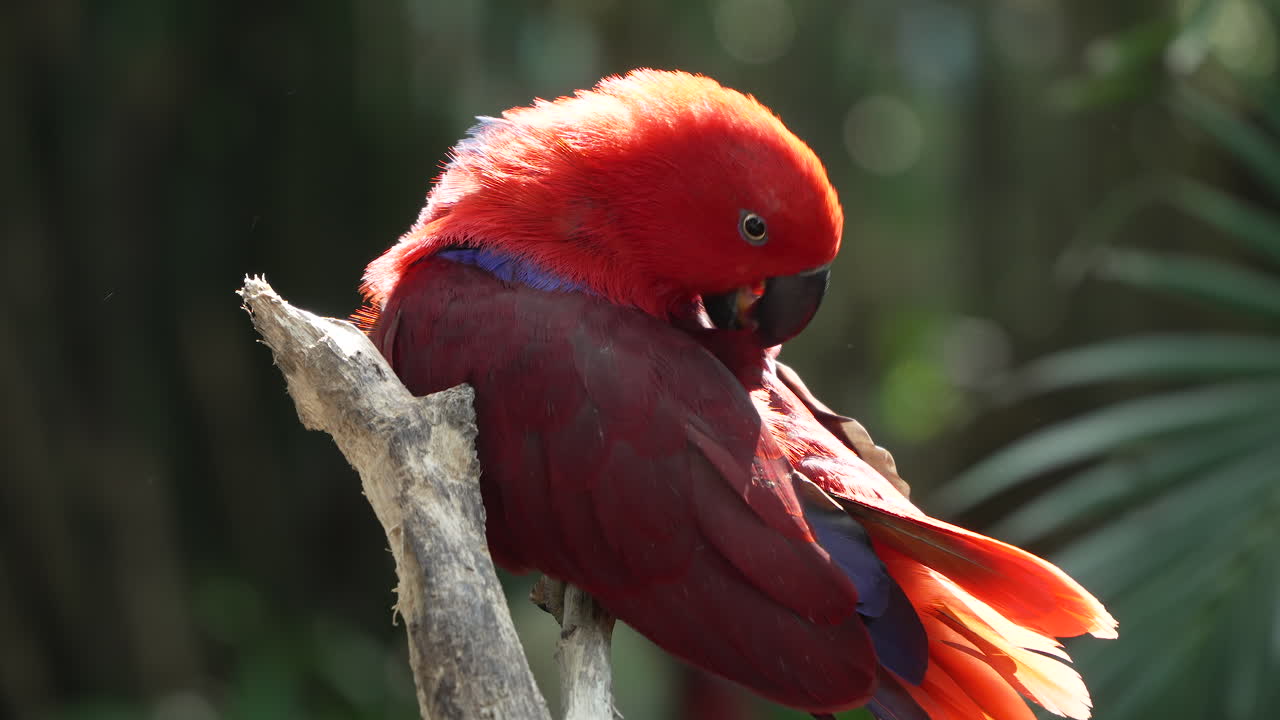 eclectus de las molucas pájaro loro hembra limpiándose o limpiándose, limpiando las plumas iluminadas por la luz del sol en una rama en bali