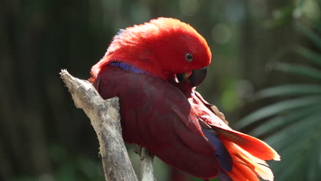 Molucca-Eclectus-Hembra-Loro-Pájaro-Acicalarse-O-Arreglarse,-Limpiar-Plumas-Retroiluminadas-Con-Luz-Solar-Encaramada-En-Una-Rama-En-Bali