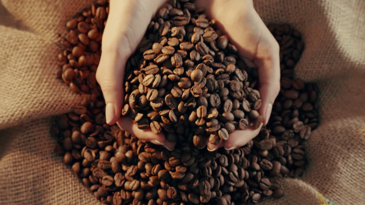 Hands holding coffee beans