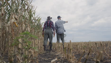farmers inspecting harvested corn field